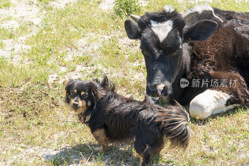 奶牛Ii和他的狗朋友躺在农场里