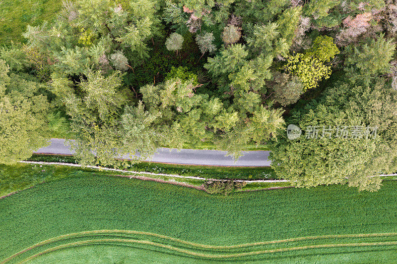 无人机拍摄的乡村公路旁的树梢
