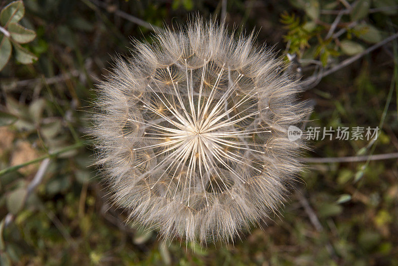 整个蒲公英种子头的垂直视图与伞状降落伞等待微风