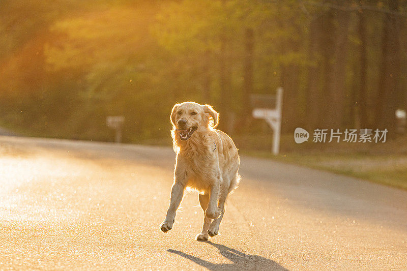 幸福的家庭宠物金毛猎犬在明亮温暖的阳光下向镜头跑去