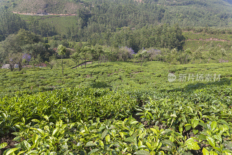 印度的茶叶种植园