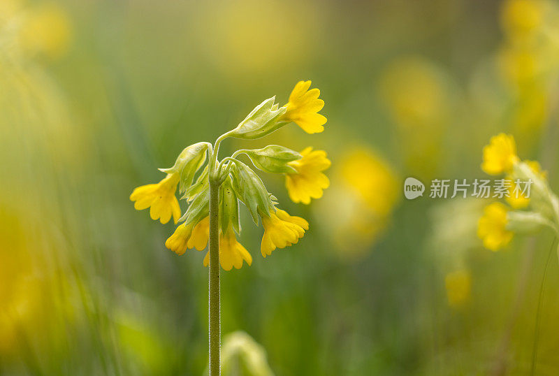 报春花，九轮草