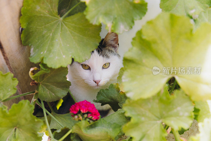 可爱的黄眼睛猫放松在绿色的开花花园