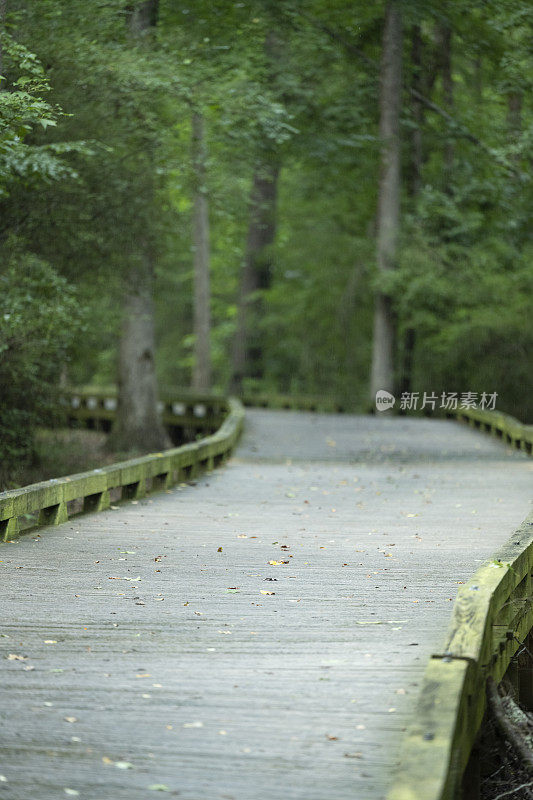 夏天一个雨夜的南部州湿地