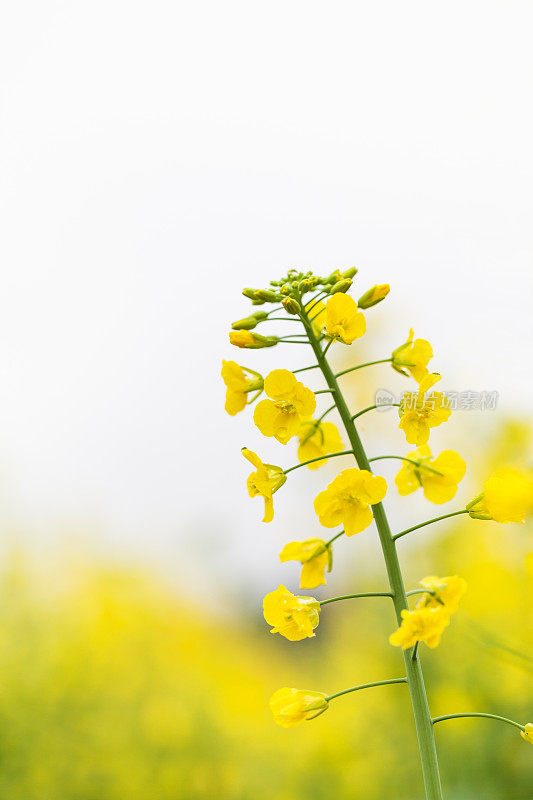 油菜花特写