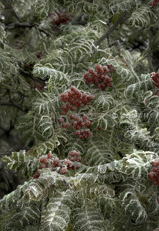 霜冻和树上的红浆果