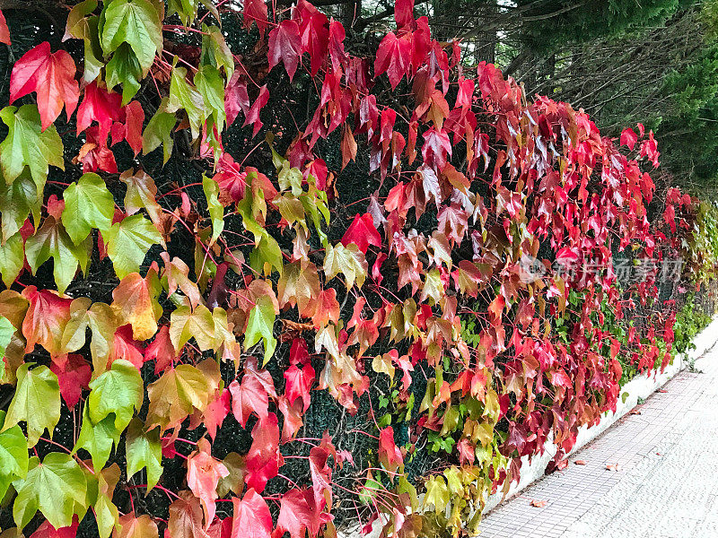 秋季垂直花园