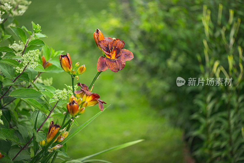 美丽的观赏花园(黄花菜)