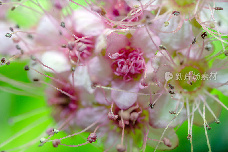 抽象的自然背景，超微距拍摄树枝上的花朵