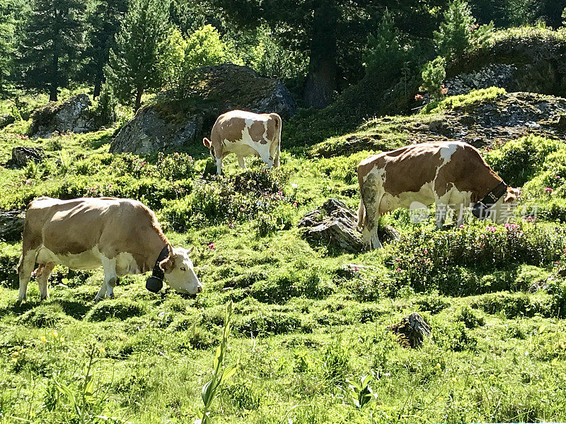 瑞士瓦莱州-内达兹-西维兹-克鲁森湖-风景和奶牛