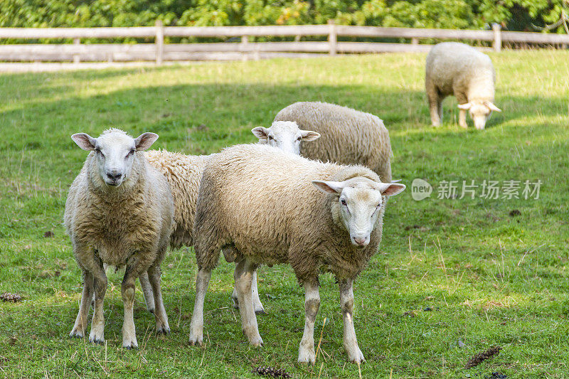 牧场上的四只羊