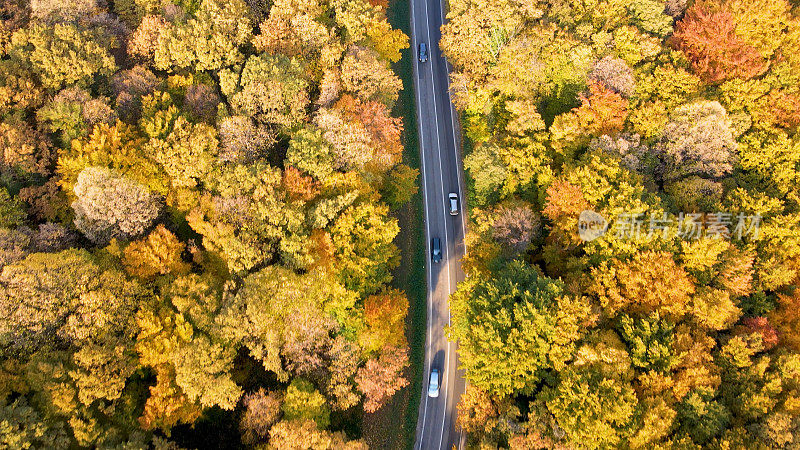 森林旁繁忙的道路