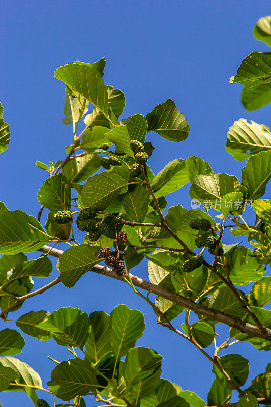 桤木的一种枝叶和绿色球果。土桤木的分支，普通桤木，春天的黑桤木