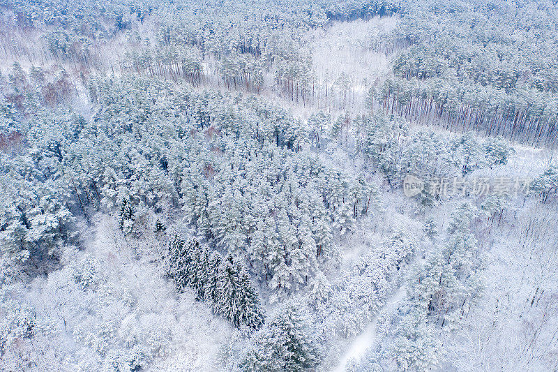 覆盖着雪的混交林鸟瞰图。