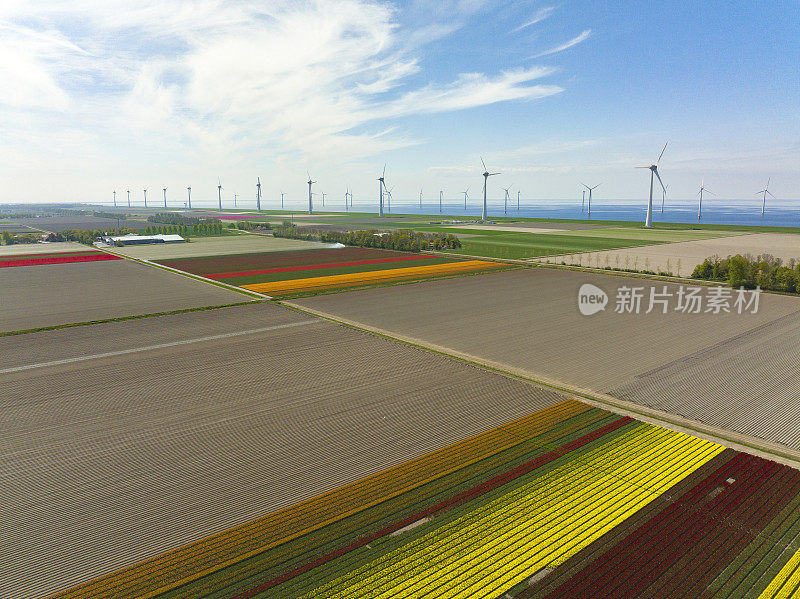 春天，农田里生长的郁金香，背景是风力涡轮机