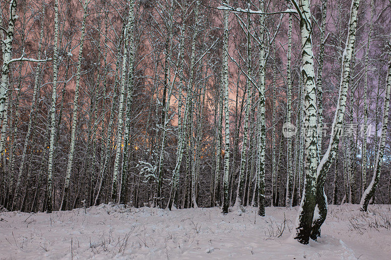 晚上冬天森林。树枝上的雪。自然背景。Copyspace。寒冷的天气。气候。霜