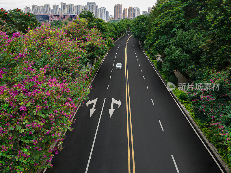 城市道路树木排列的鸟瞰图