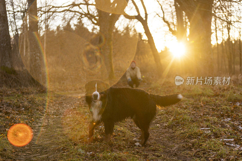 深秋日落时分在森林里远足。伯尔尼山地犬Zennenhund正看着镜头，而它的主人，一位女性，正等在背景中。背光和极端的镜头耀斑对太阳的艺术拍摄。