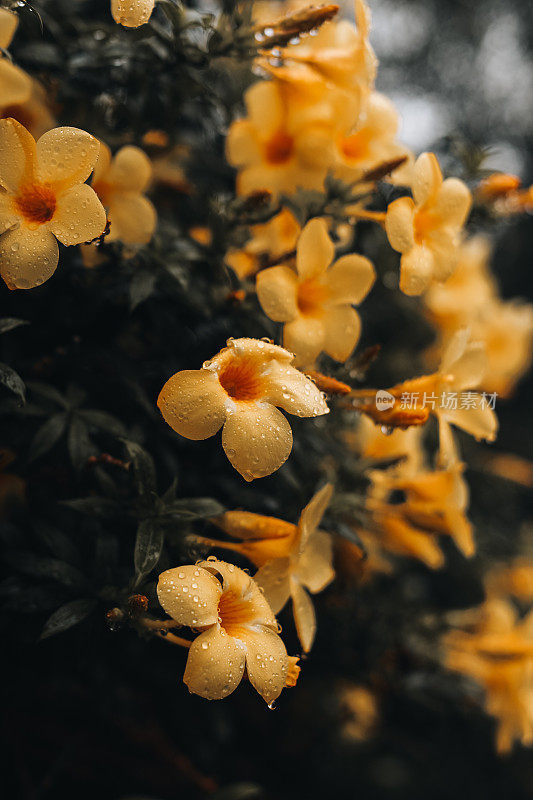 热带亮黄色的花，雨后生长在野生动物身上。湿的花。