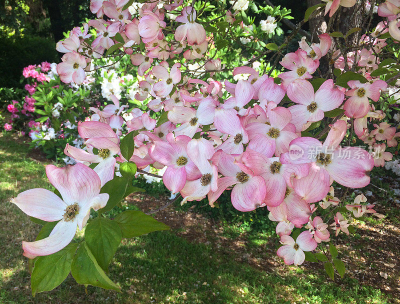 粉红和白色开花山茱萸树