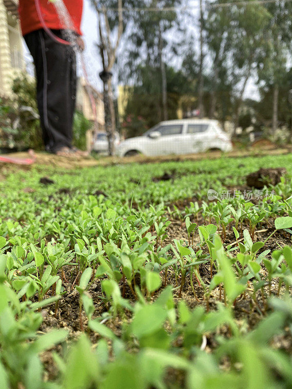 花园分配地块的图像，由种植了幼苗、胡芦巴植物的模塑土壤形成的隆起的菜床，背景中有难以辨认的园丁用软管浇水和玫瑰喷雾，重点放在前景和表面