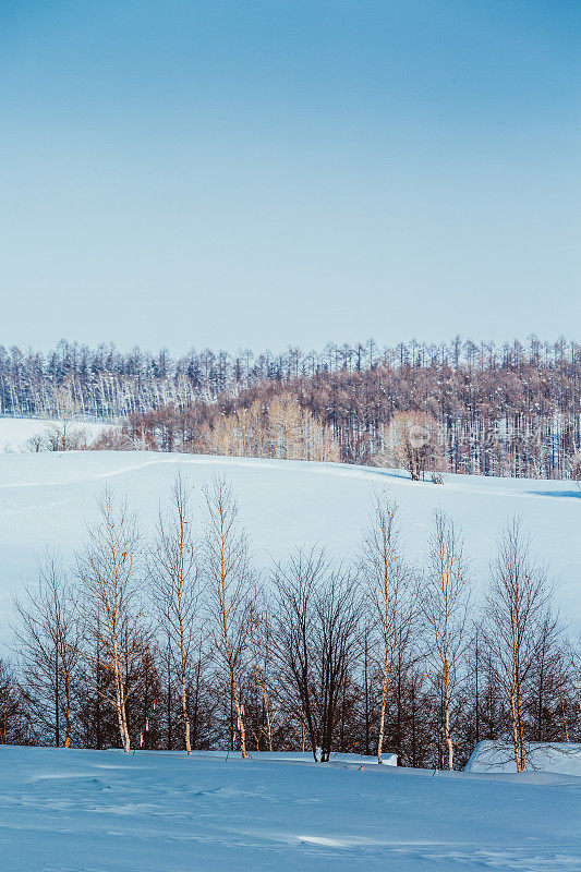 落叶松林在雪山上，碧蓝的天空在比北