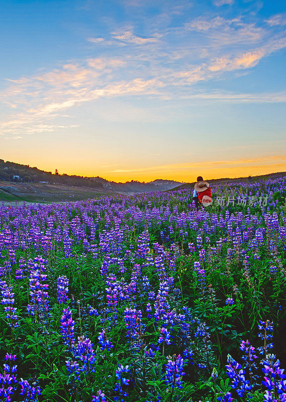 旅行者走在春天夕阳下紫色的草地上