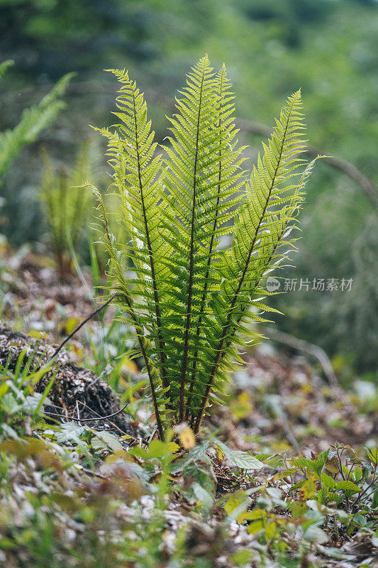 茂密的蕨类植物生长在被扰乱的土地上