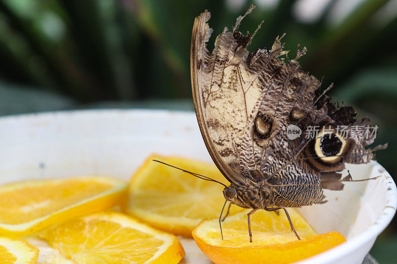 断翅的巨型猫头鹰蝴蝶从柠檬橙子中获取营养