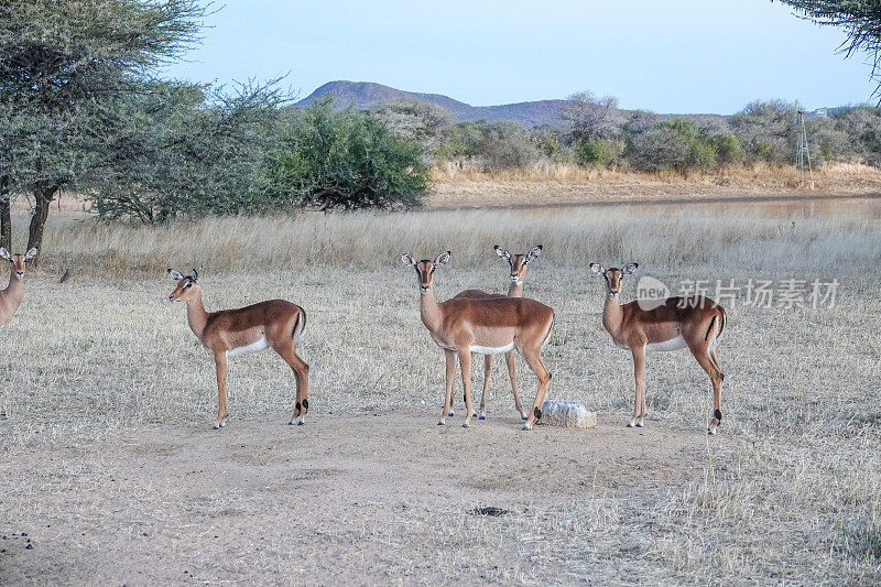 纳米比亚Otjozondjupa地区Okonjima的黑面黑斑羚