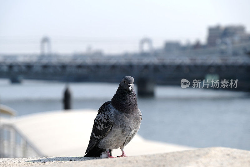日本东京隅田区Azuma桥上的鸽子