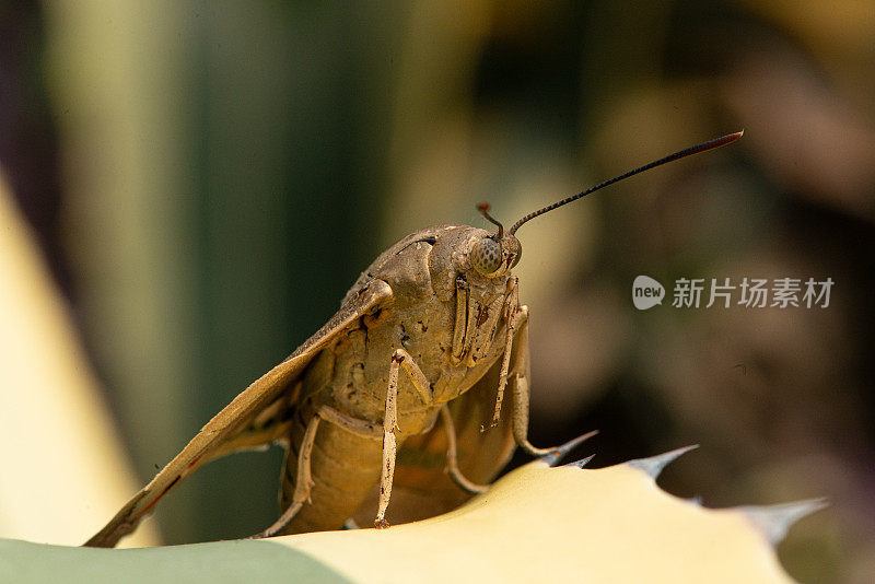 蝉科(Cicadidae)微距摄影。