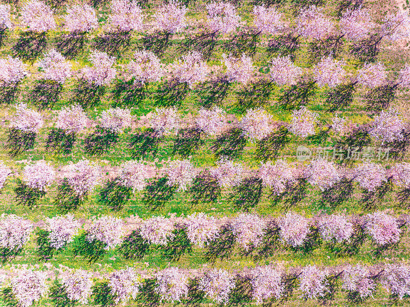 在莱里达，果树在春天开花，粉红色的花朵在莱里达春天鸟瞰图
