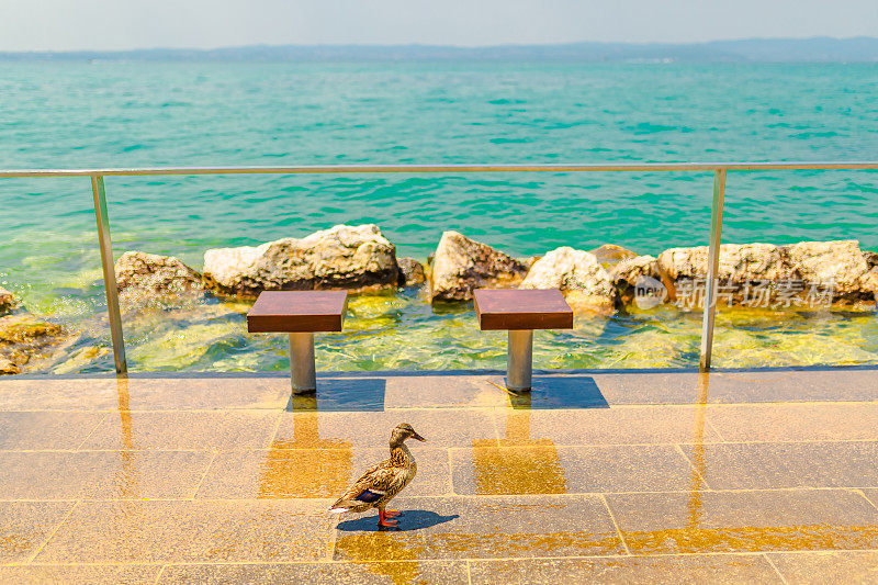 在码头蹲下。加尔达湖。意大利。欧洲。夏天的旅程。热带气候