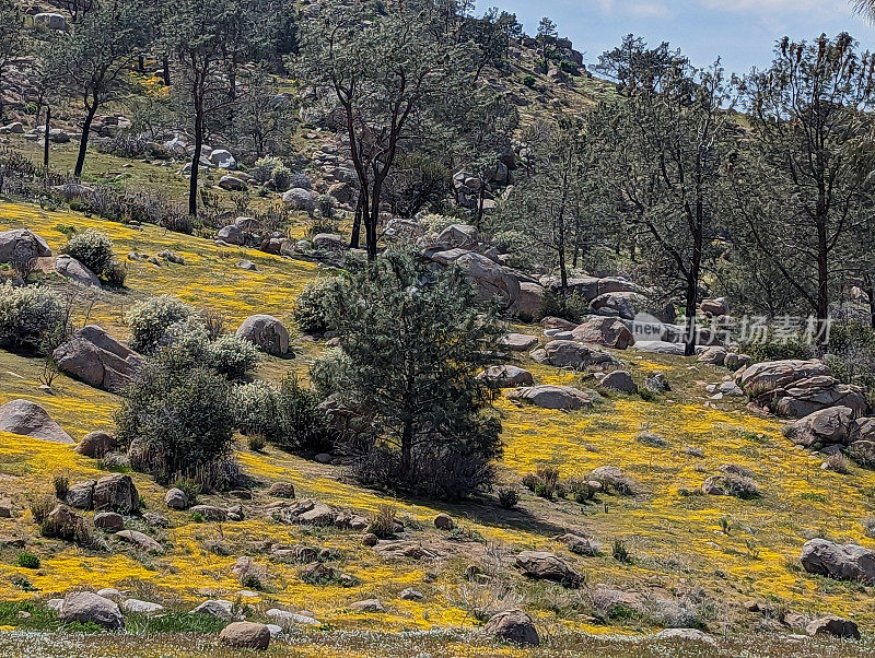 2023年4月，南加州伊莎贝拉湖边山坡上的春花