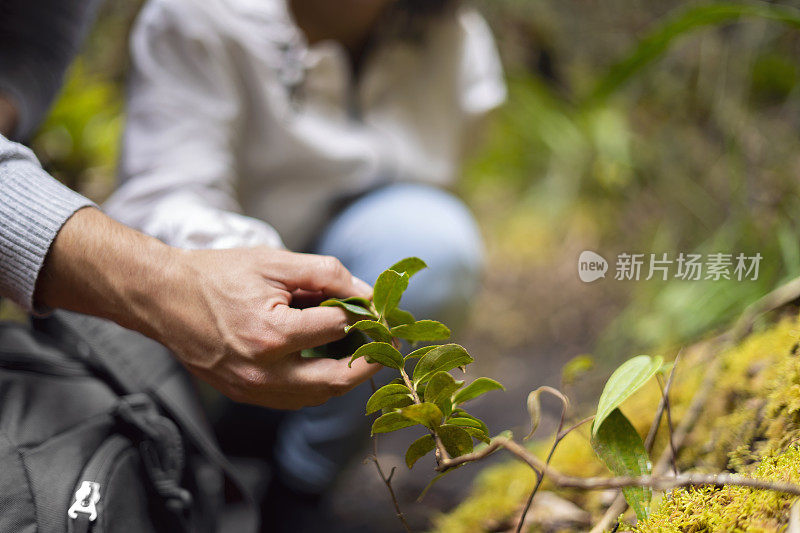 一对夫妇沿着山间小路散步的特写镜头，他们停下来观察沿途美丽的植物，在哥伦比亚山区徒步旅行，生活方式概念，旅行和冒险。