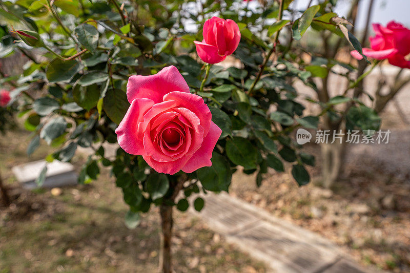 红玫瑰花的特写