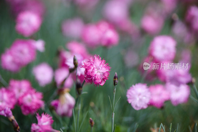 花上的水滴