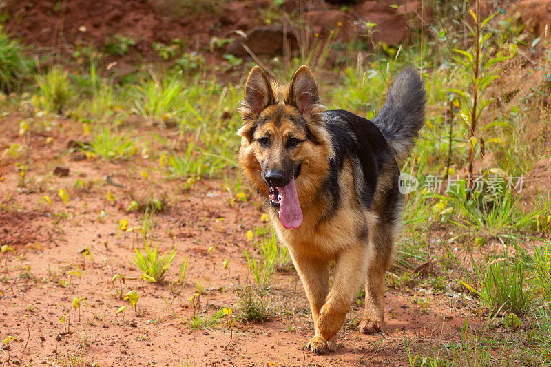 美女和野兽——一只年轻的长毛德国牧羊犬在什罗普郡乡下废弃的砂岩采石场里不拴狗绳地跑向镜头，对于害怕大狗的人来说，这是一个可爱但又可怕的景象。