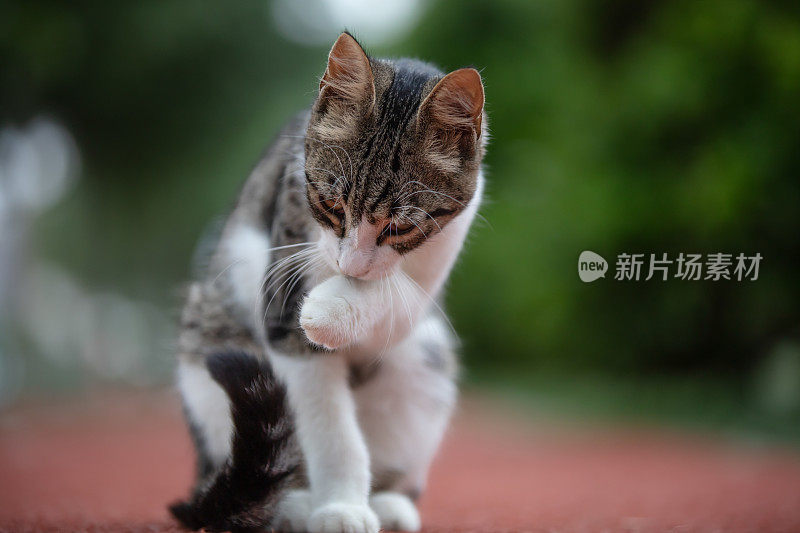 虎斑流浪猫。