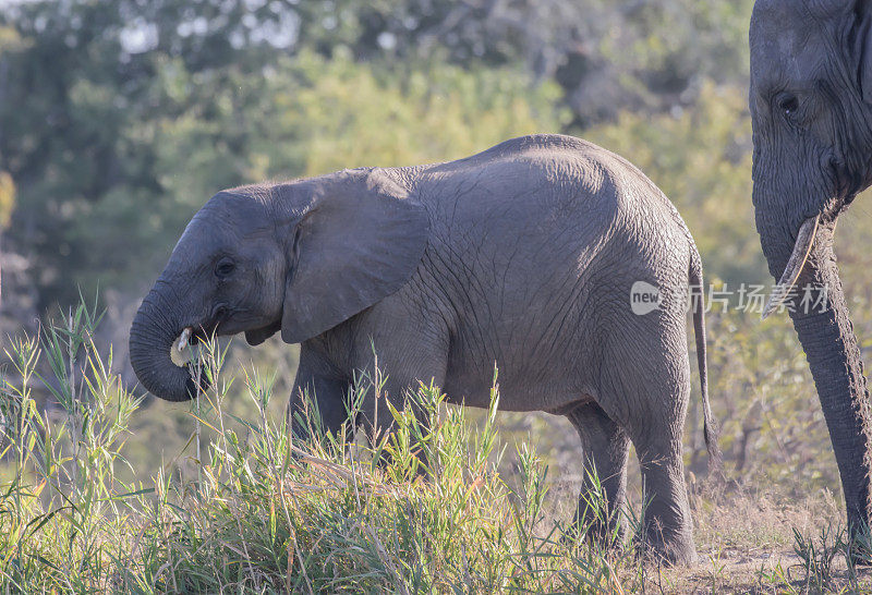 非洲象是由两种现存的大象组成的一个属，非洲灌木象和较小的非洲森林象