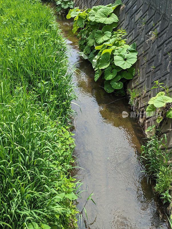 日本北海道排水渠里郁郁葱葱的树叶