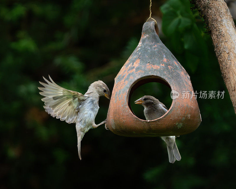 挪威奥斯陆，小鸟喂食器上展翅的小麻雀