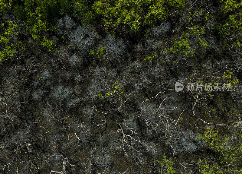 摘要航拍的红树林与生活和死树之间的对比色，坚江省