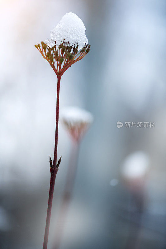 干燥和积雪覆盖的植物在冬天