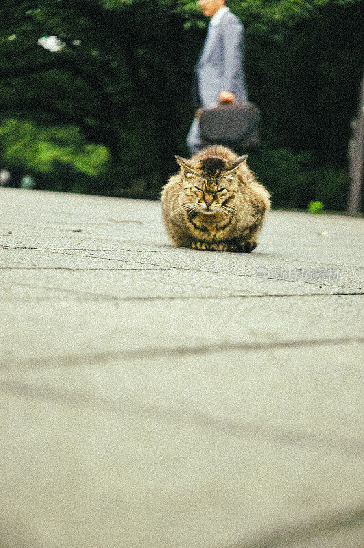 流浪猫在公园里闲逛