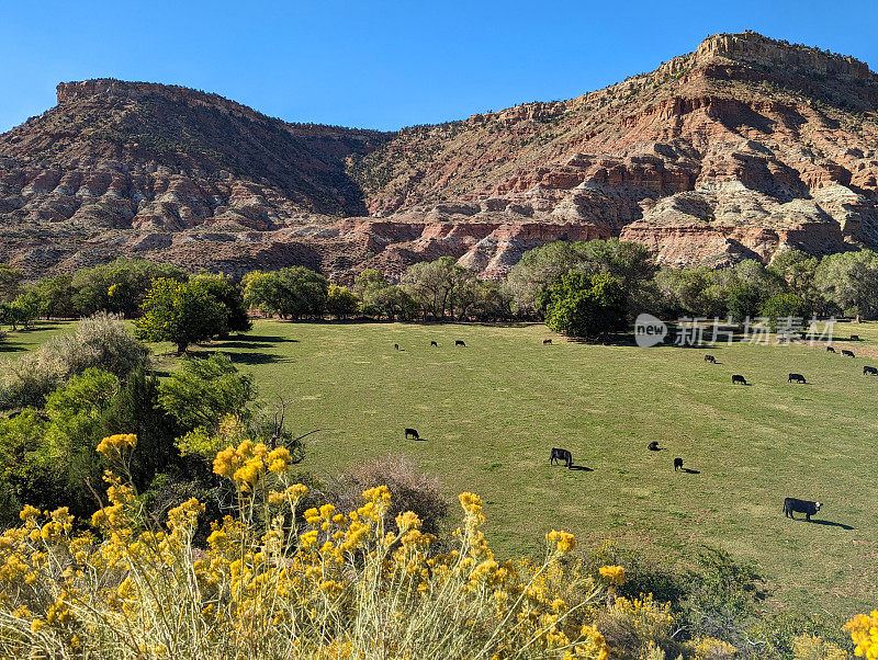 牛在绿色的草地上吃草，红色的岩石悬崖，沿着Kolob梯田路，在锡安国家公园附近，俯瞰史密斯梅萨在背景