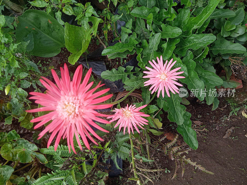 粉红色的巴伯顿雏菊非洲菊花在花园里