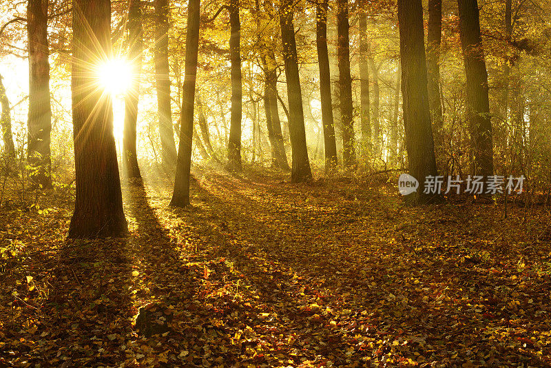 金秋森林被阳光透过雾照耀在日出