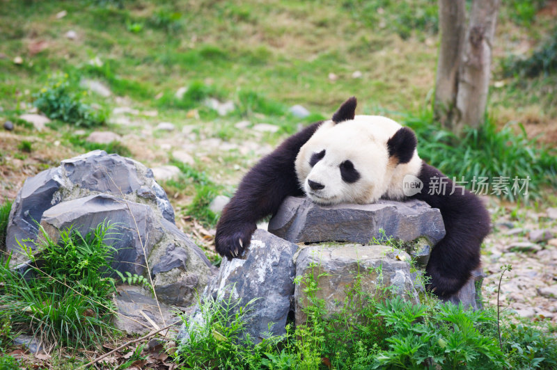 动物园里伤心的大熊猫